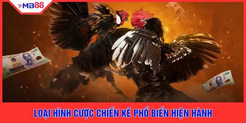 Loại hình cược chiến kê phổ biến hiện hành
